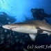 shark_tiger_sand_atlas_h_0326_nca0784.jpg